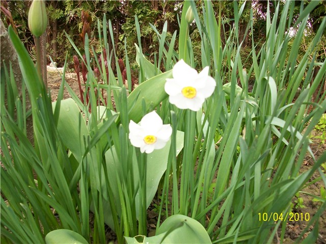 mini narcis, sunovrat - lat. narcissus